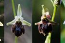 Ophrys mammosa x elegans